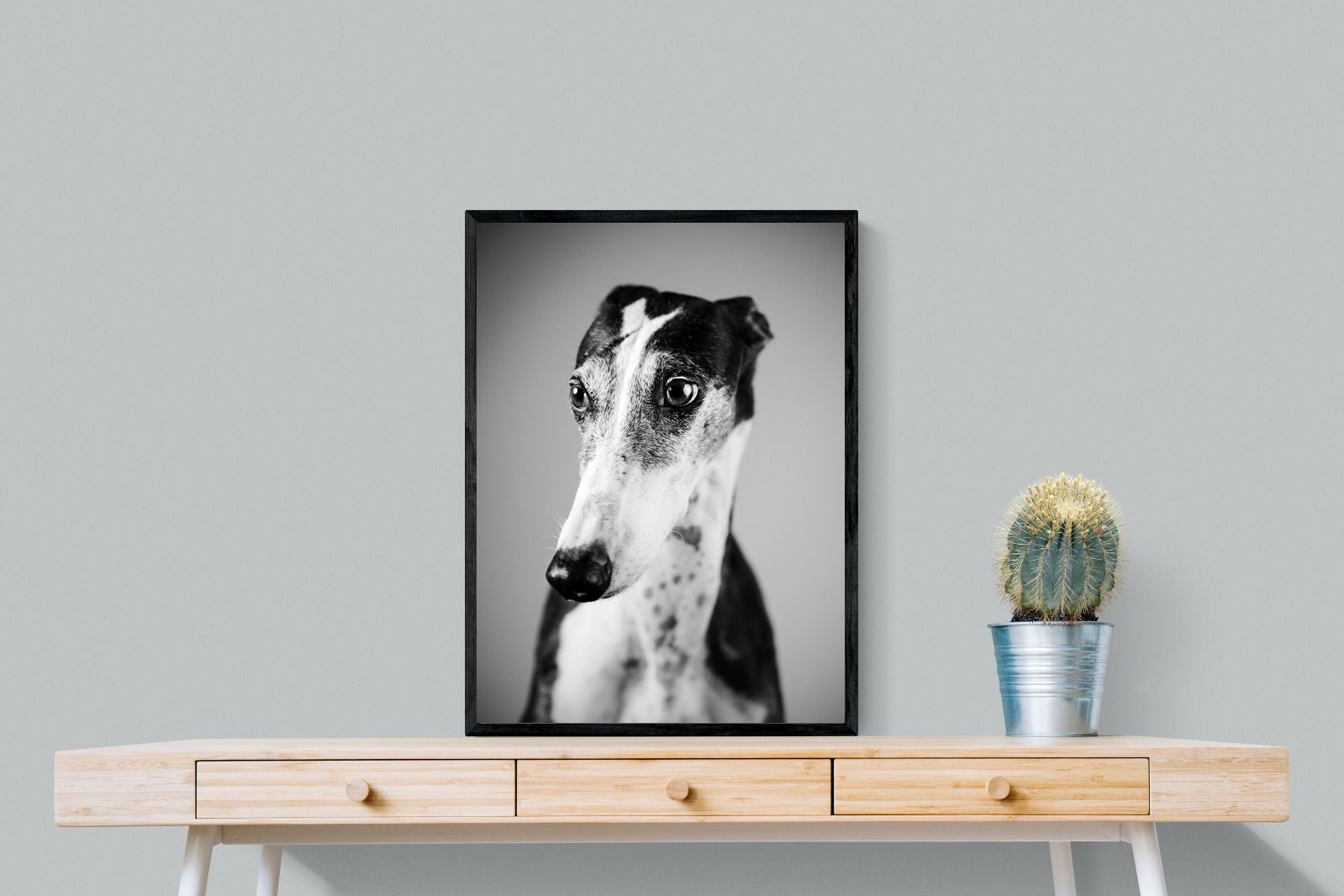 Pixalot Greyhound
