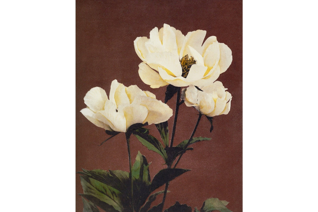 Hærdaceous Peony-Wall_Art-Pixalot