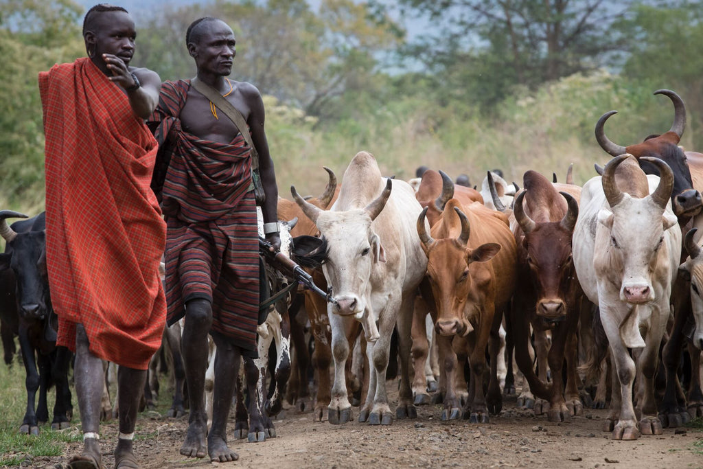 Herding Omo