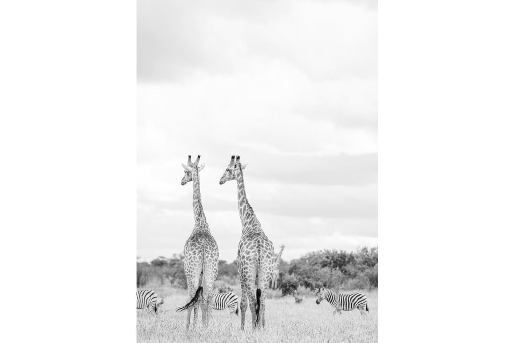 High Key Giraffes-Wall_Art-Pixalot