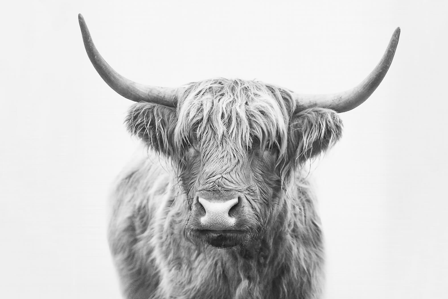 Highland Bull-Wall_Art-Pixalot