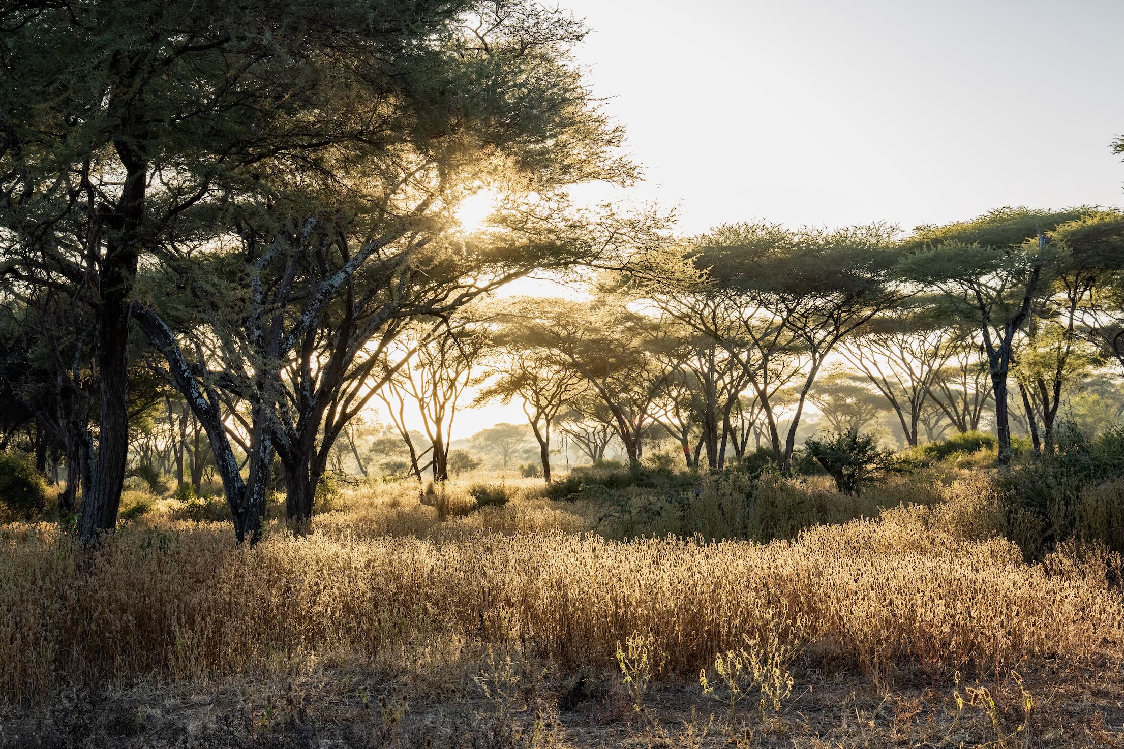Hippo Valley