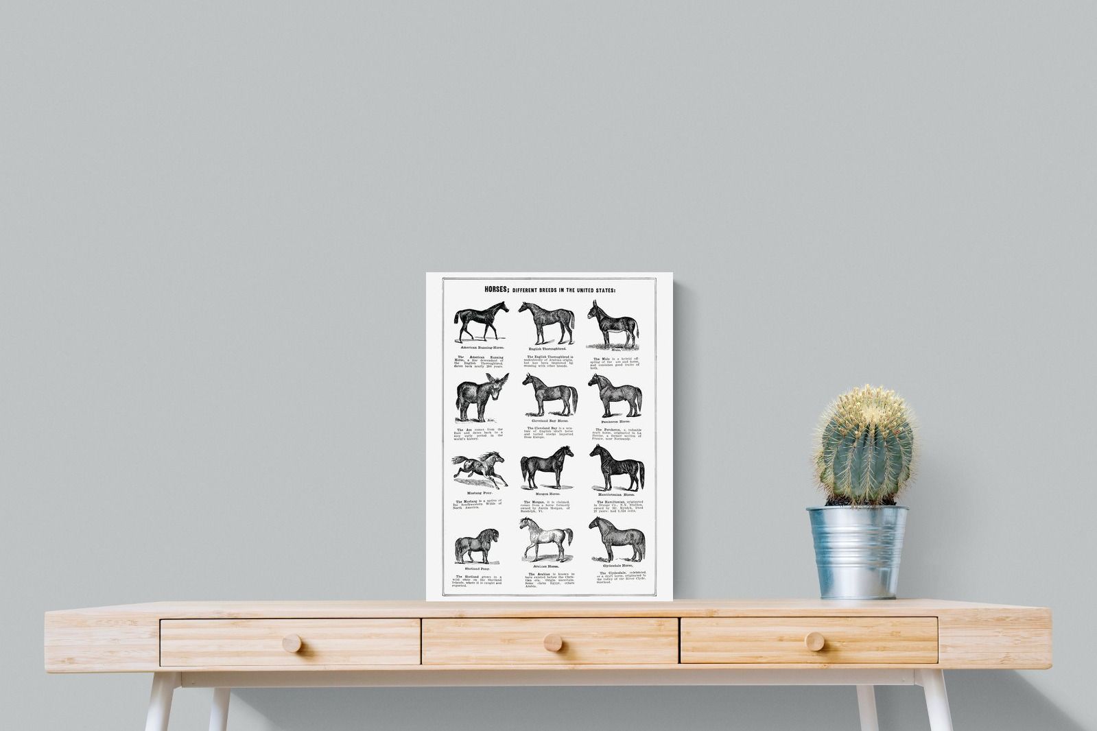Pixalot Horse Breeds