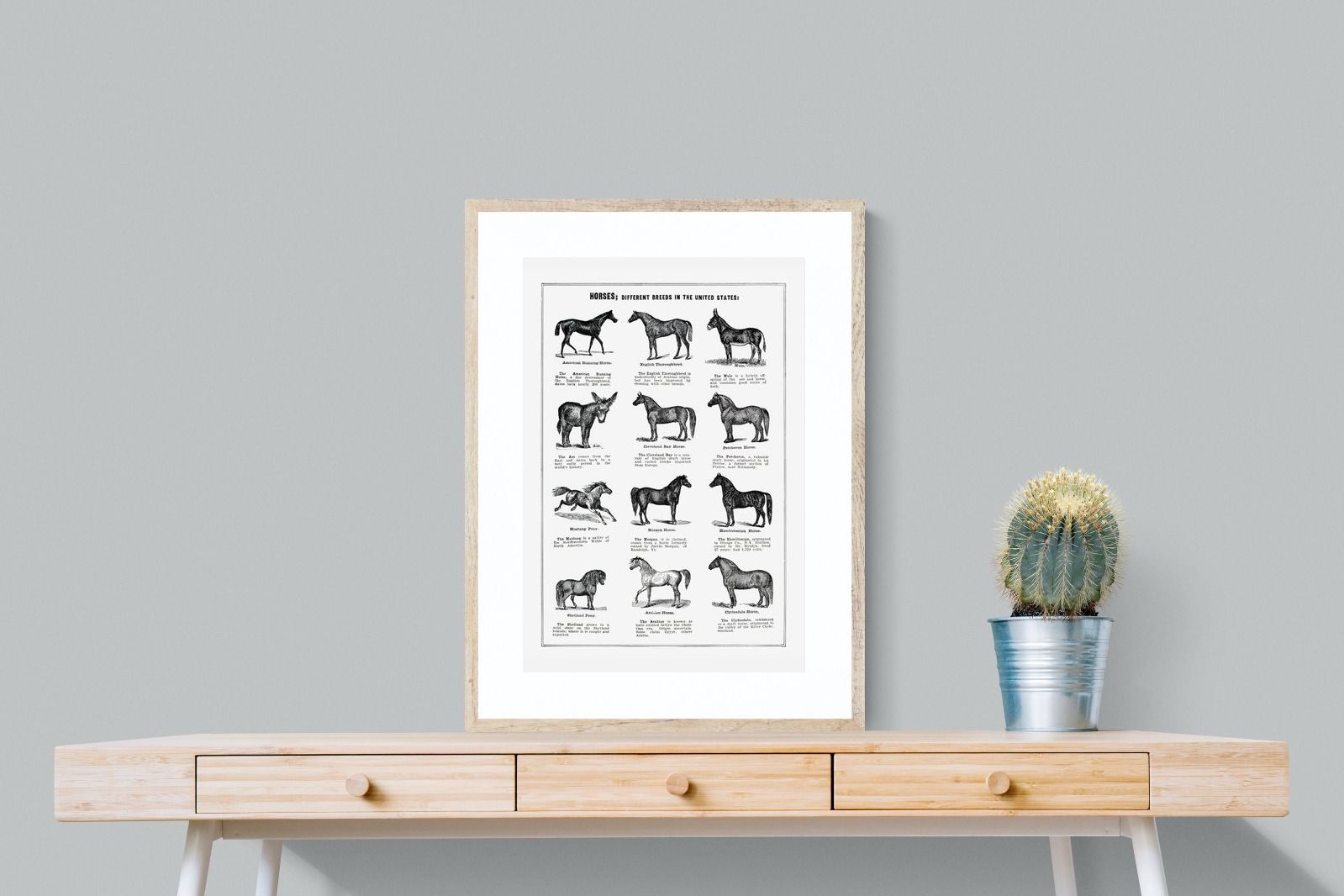 Pixalot Horse Breeds