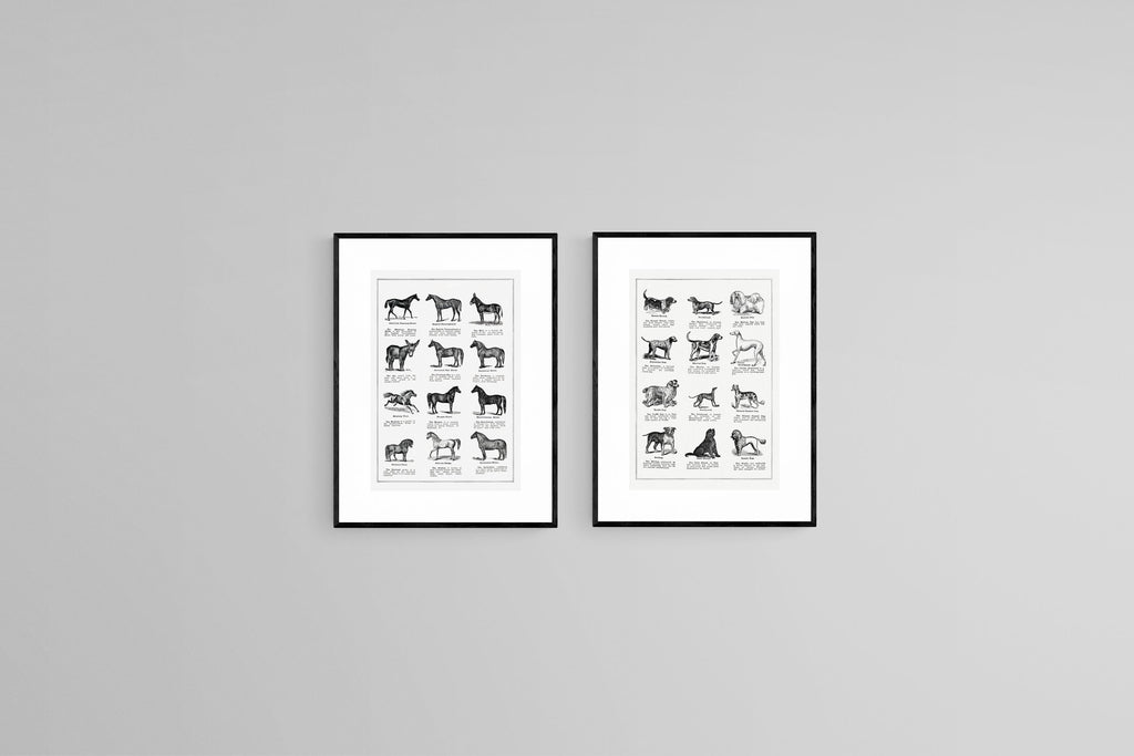 Horse & Dog Breeds