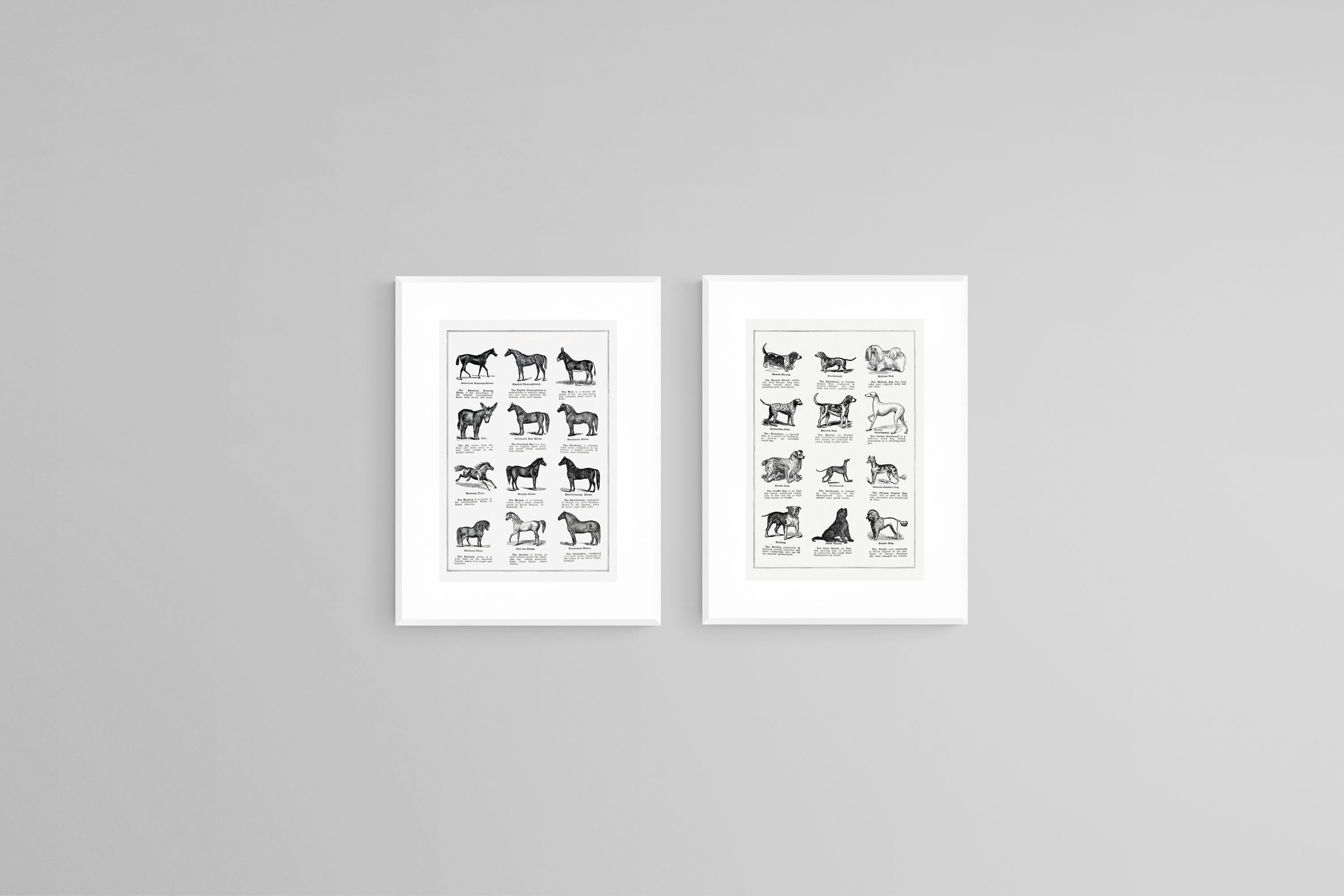Horse & Dog Breeds