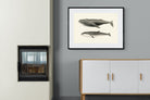 Pixalot ® Humpback & Minke Whales