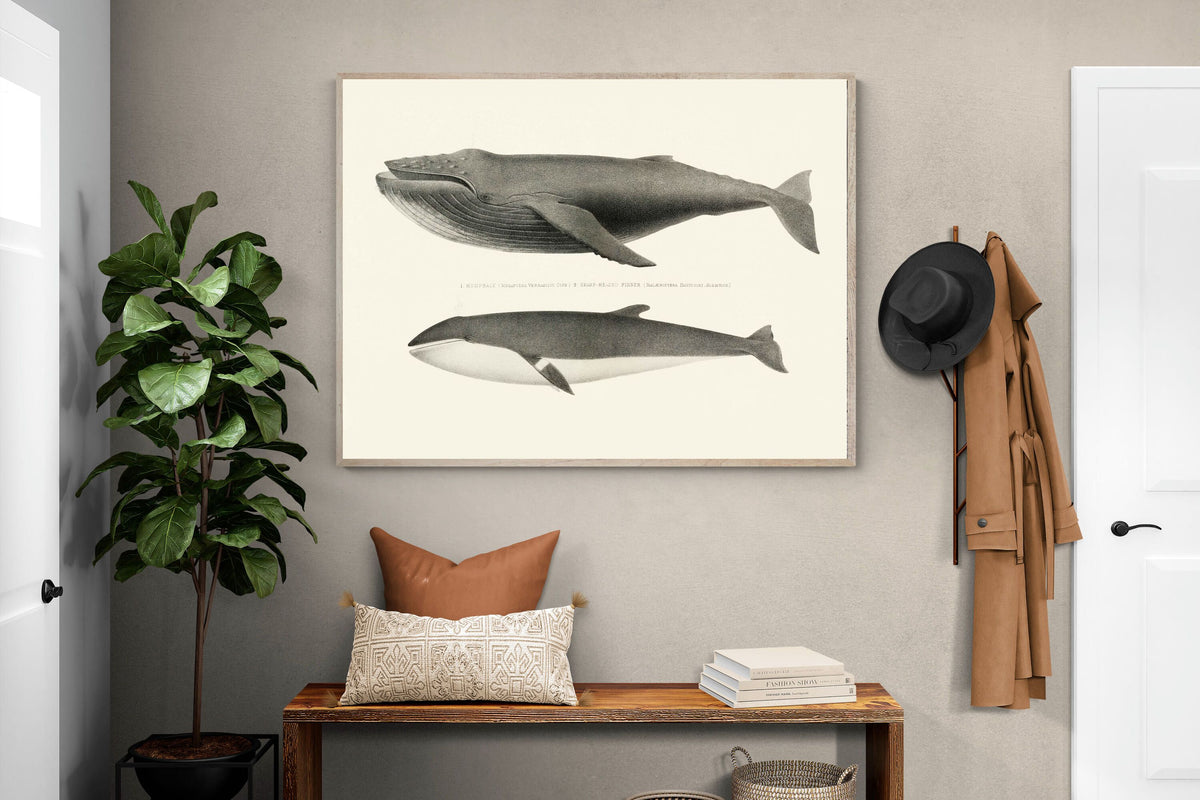 Pixalot ® Humpback & Minke Whales