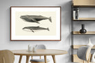 Pixalot ® Humpback & Minke Whales