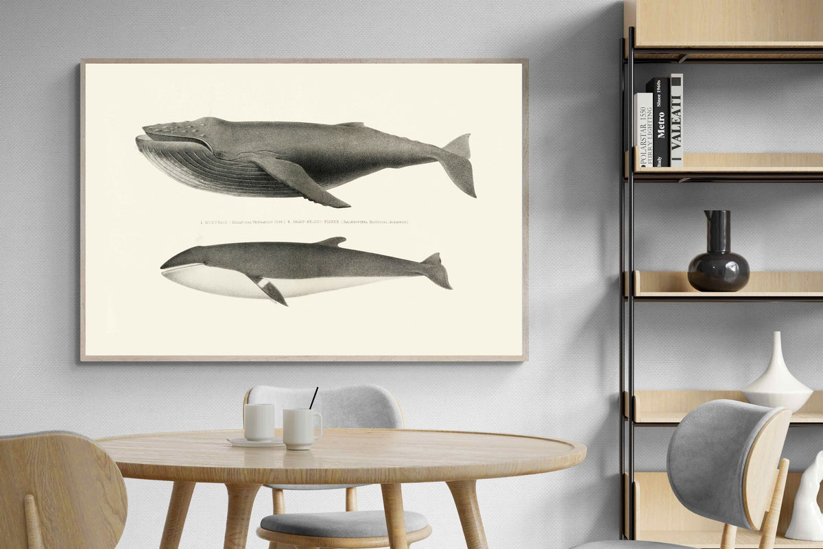 Pixalot ® Humpback & Minke Whales