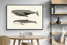 Pixalot ® Humpback & Minke Whales
