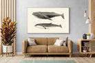 Pixalot ® Humpback & Minke Whales