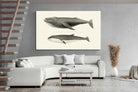 Pixalot ® Humpback & Minke Whales