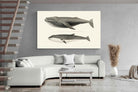 Pixalot ® Humpback & Minke Whales