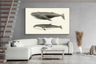Pixalot ® Humpback & Minke Whales