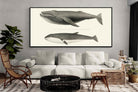 Pixalot ® Humpback & Minke Whales