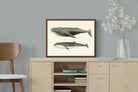 Pixalot ® Humpback & Minke Whales