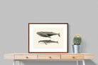 Pixalot ® Humpback & Minke Whales