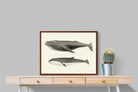 Pixalot ® Humpback & Minke Whales