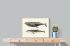 Pixalot ® Humpback & Minke Whales