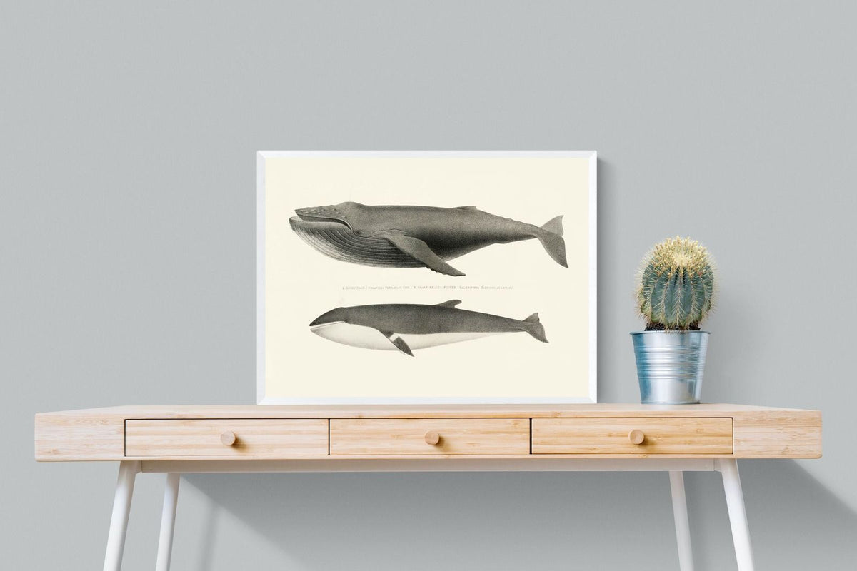 Pixalot ® Humpback & Minke Whales