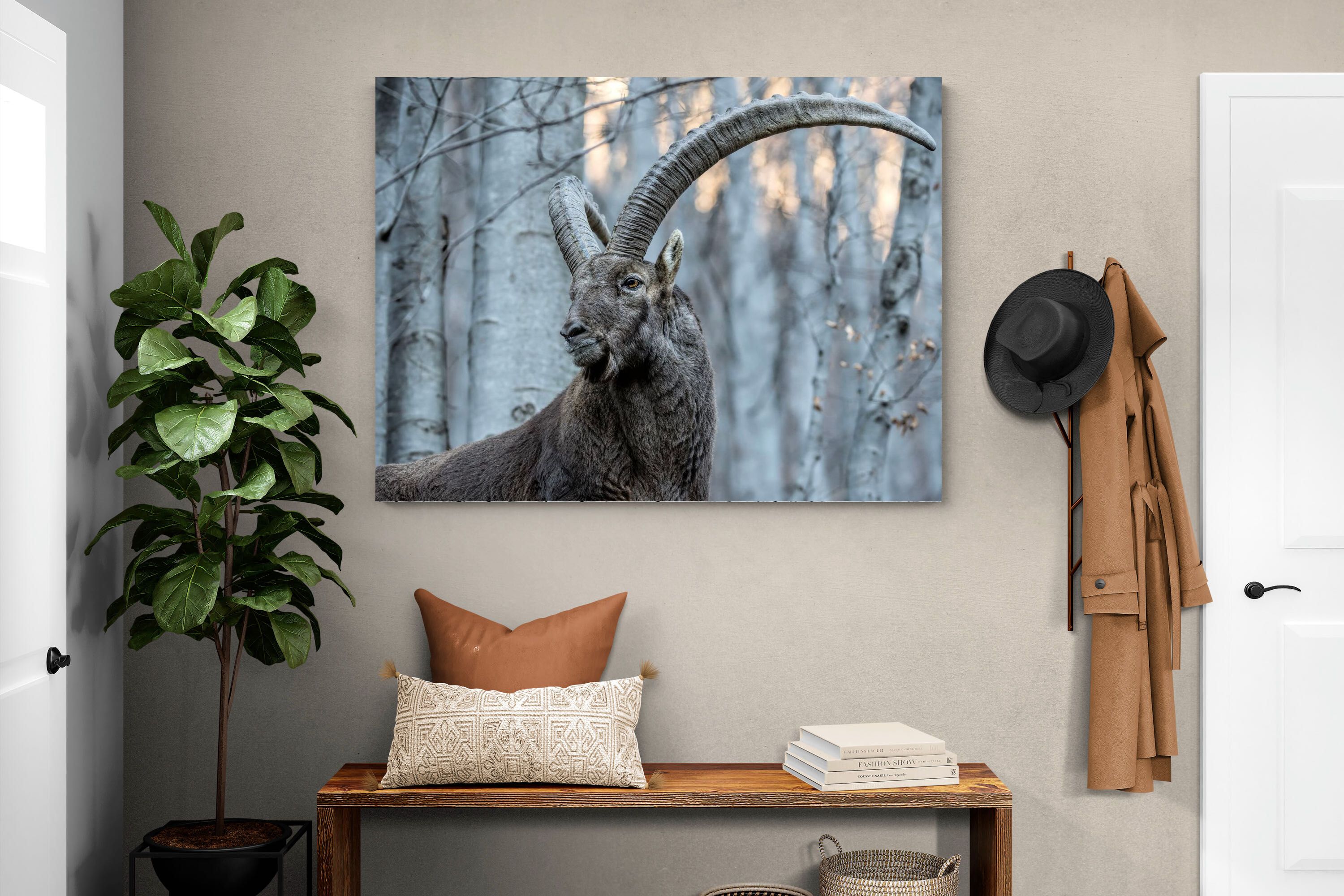 Pixalot Ibex