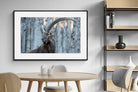 Pixalot Ibex