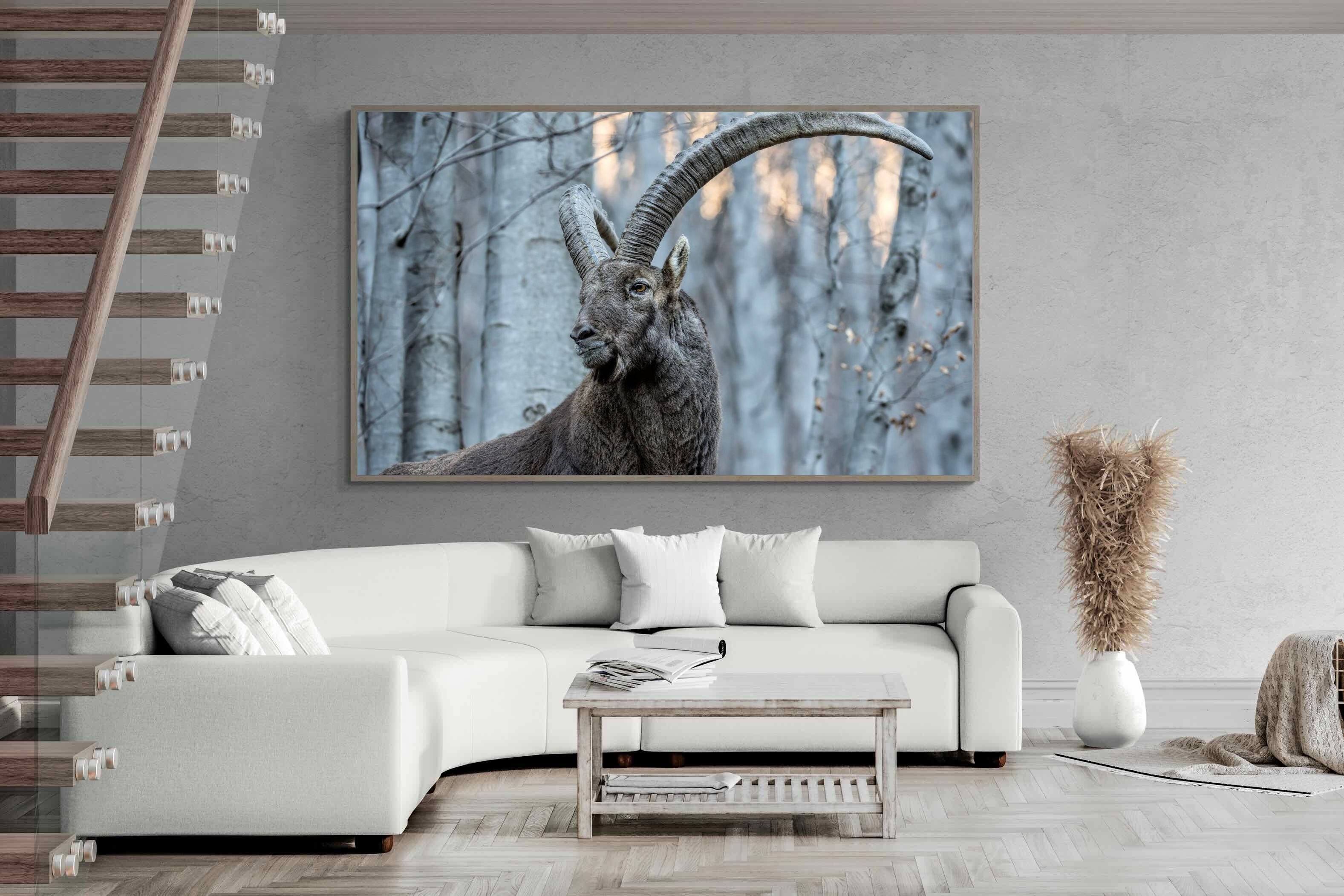 Pixalot Ibex