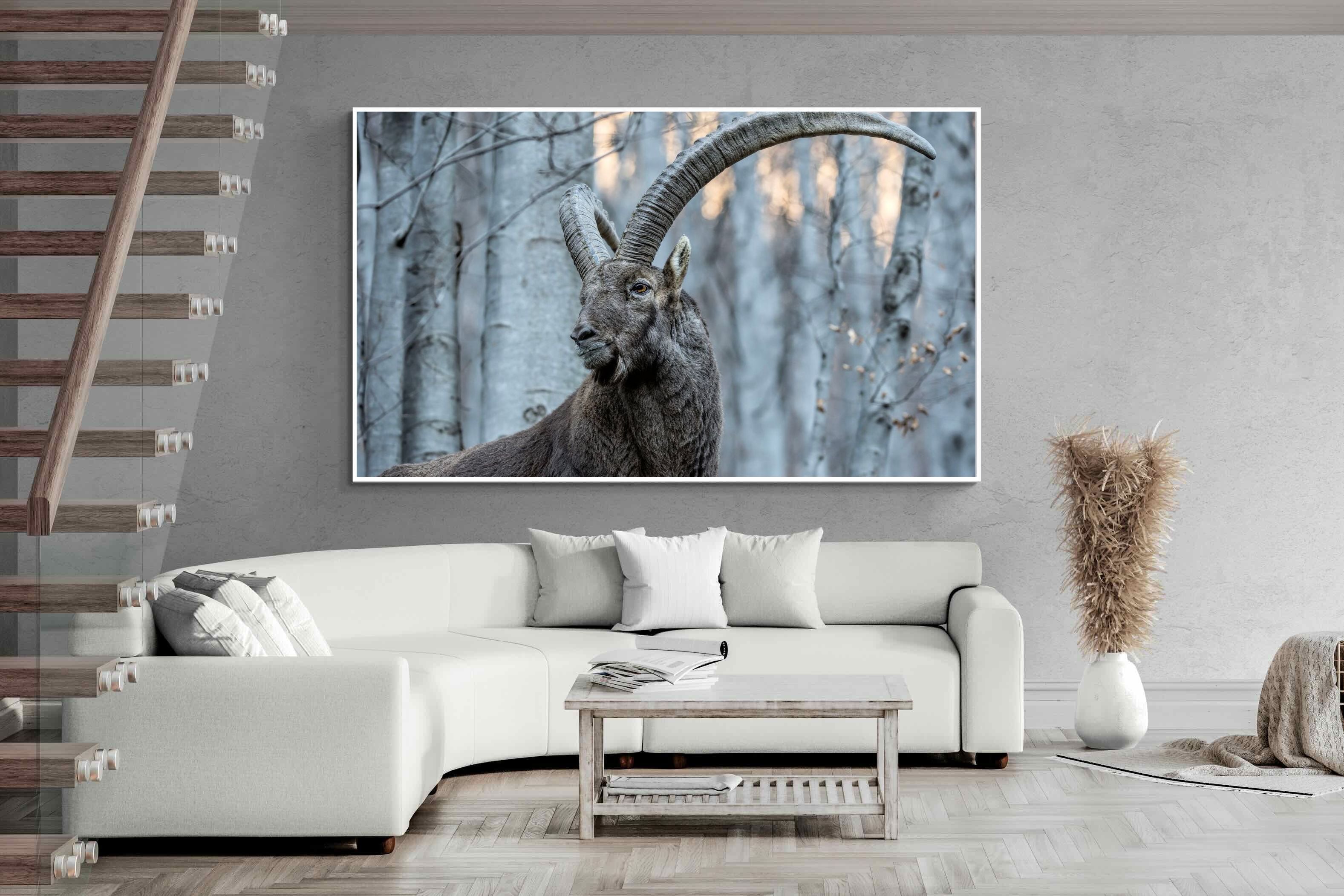 Pixalot Ibex