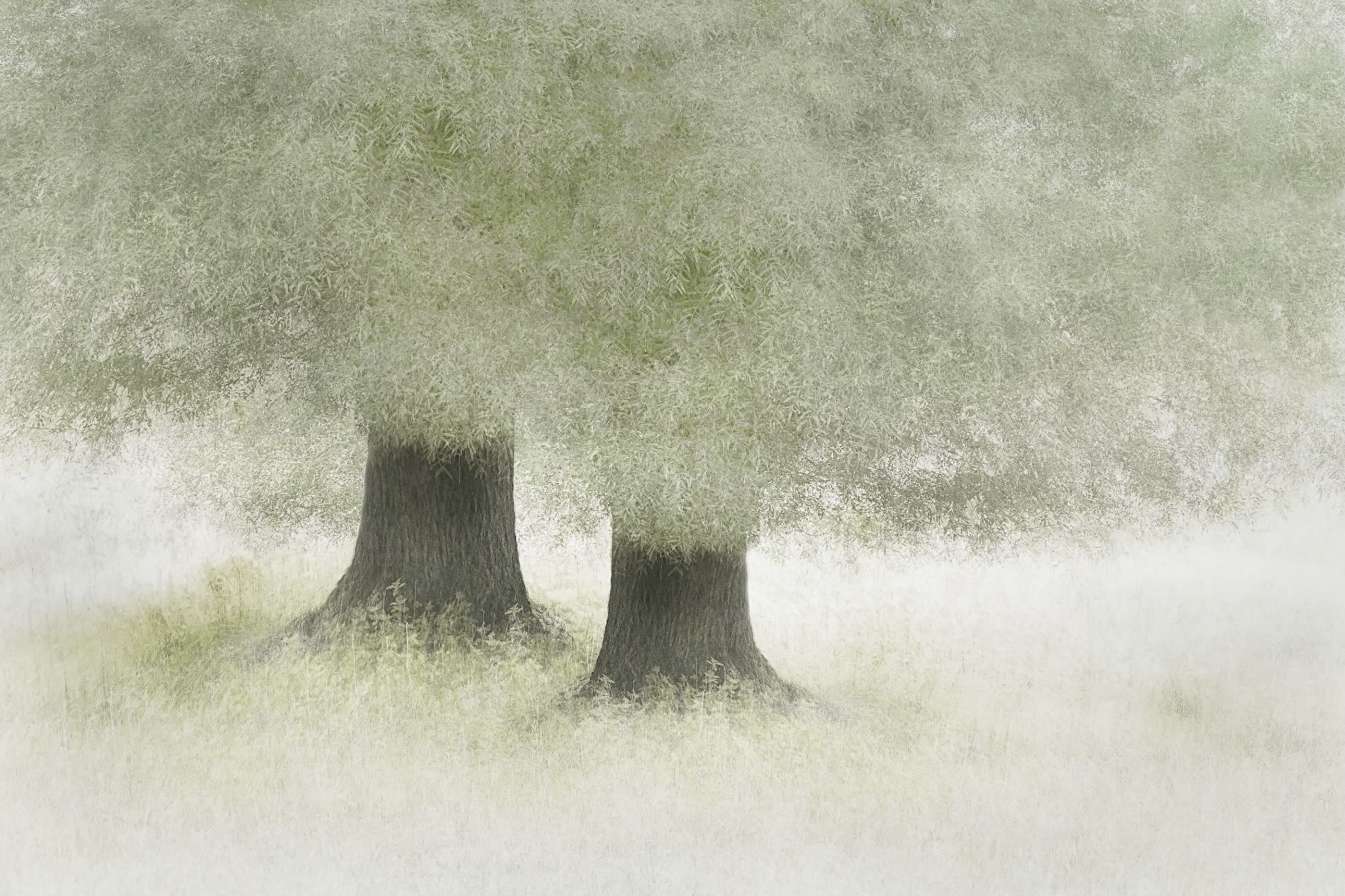 Kindred Trees