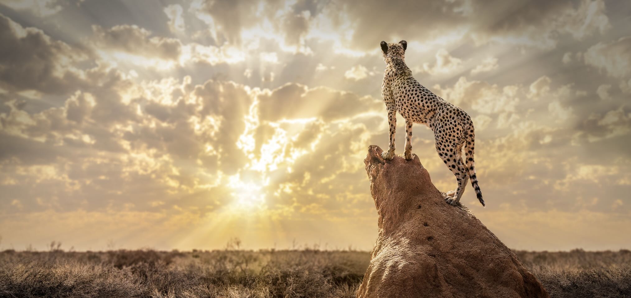 King of the Savannah (Colour) Wall Art | Canvas & Framed Prints
