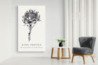 Pixalot ® King Protea Illustration