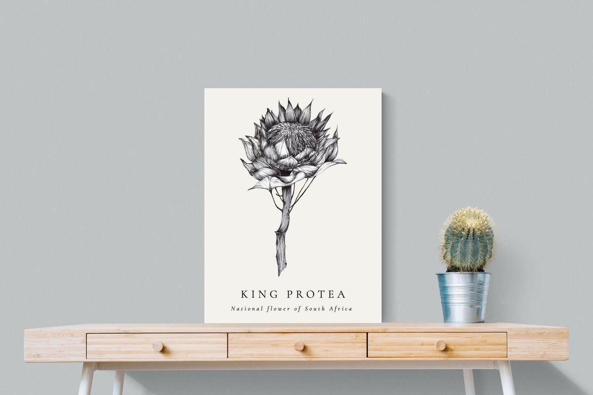 Pixalot ® King Protea Illustration
