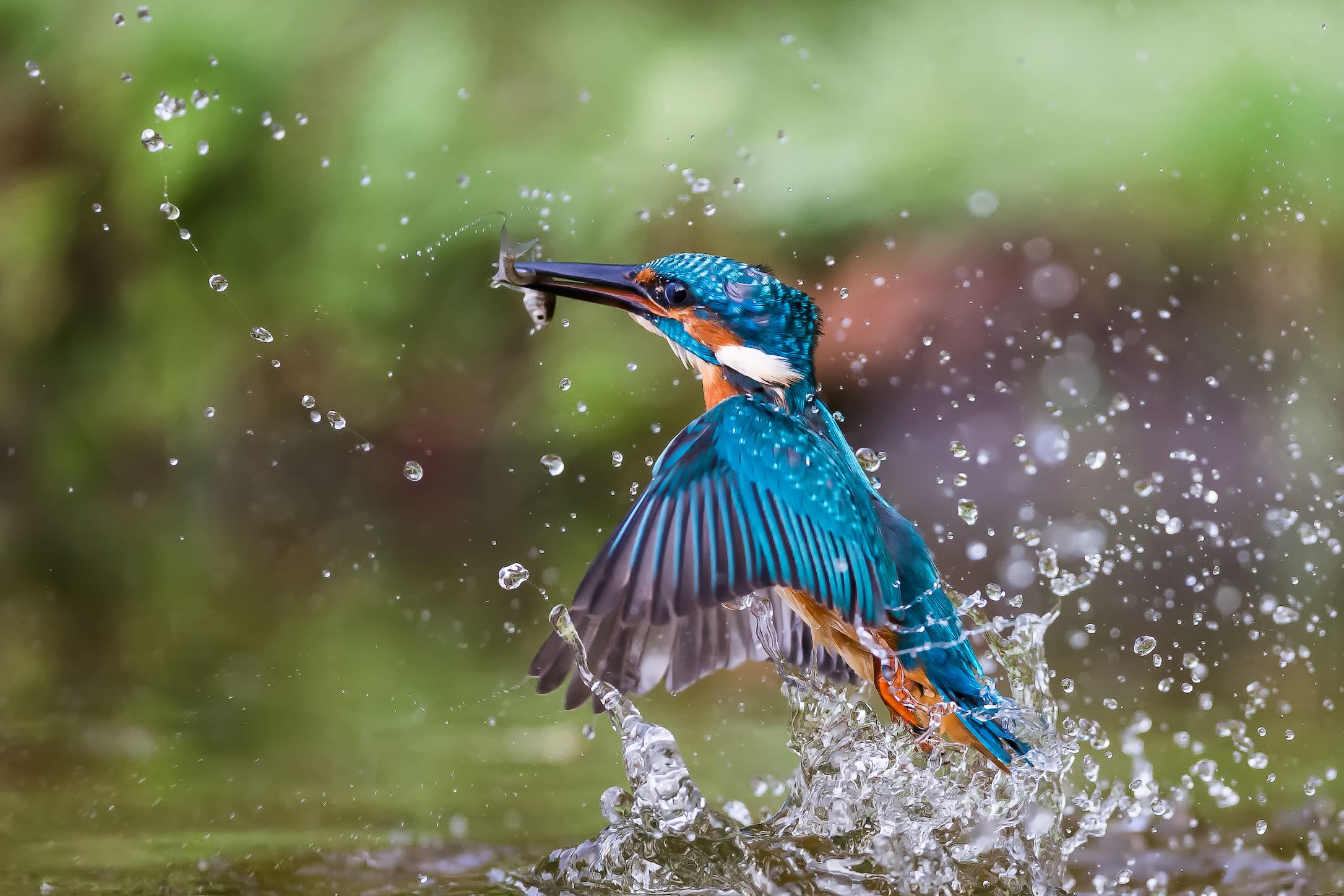 Kingfisher Catch-Wall_Art-Pixalot