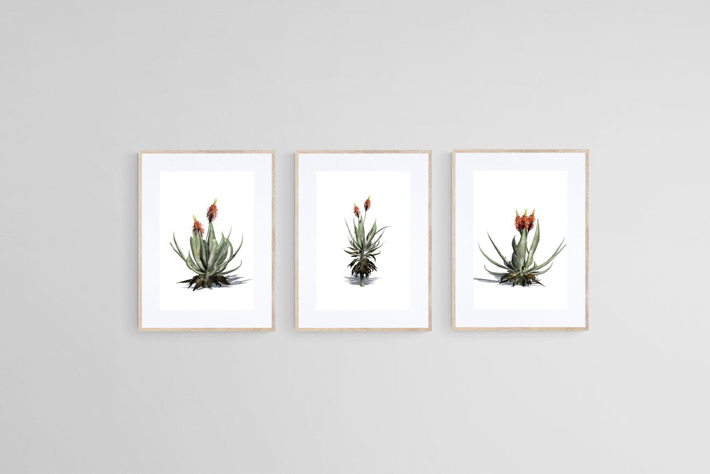 Krantz Aloe Set-Wall_Art-45 x 60cm (x3)-Framed Print-Wood-Pixalot