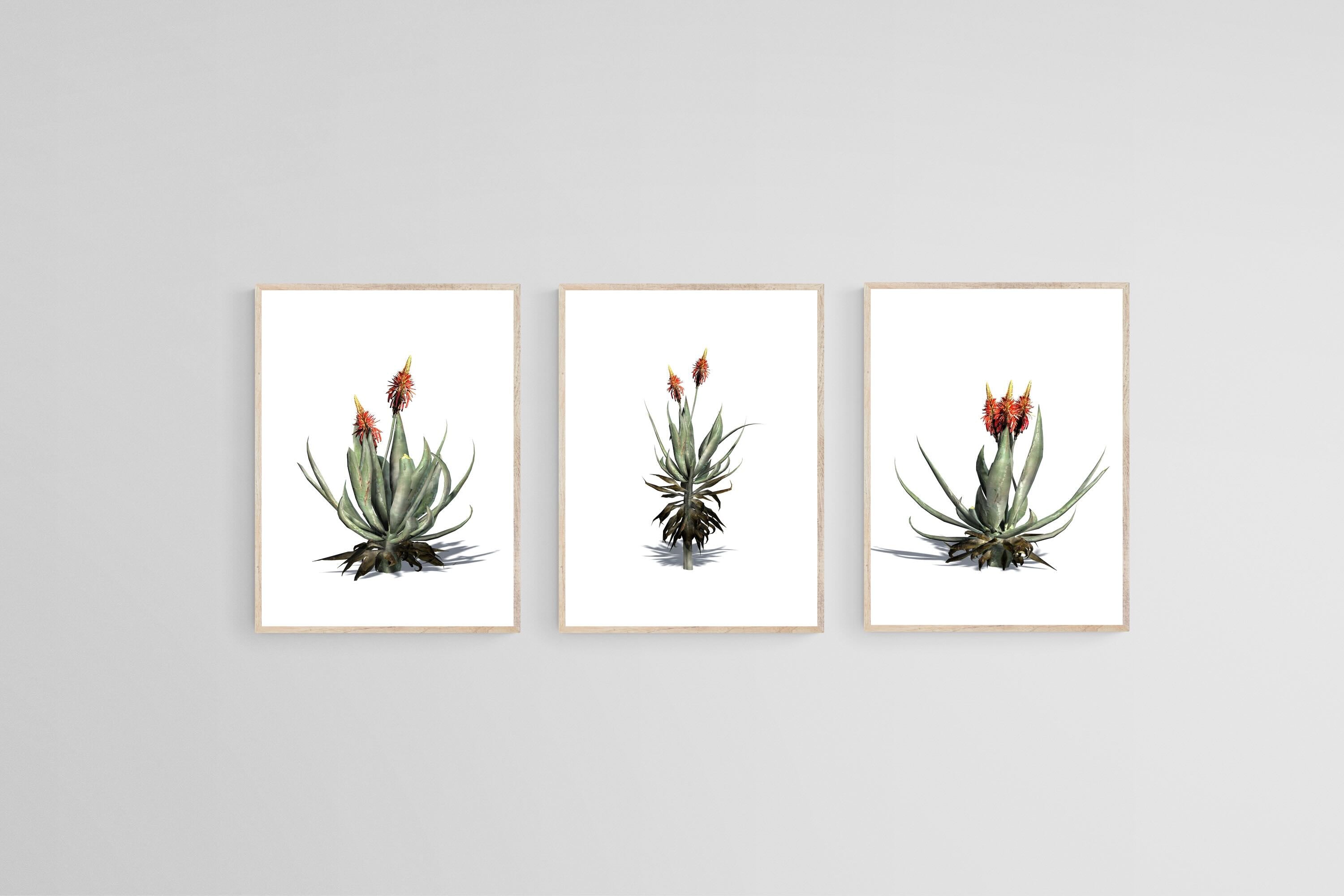 Krantz Aloe Set-Wall_Art-45 x 60cm (x3)-Mounted Canvas-Wood-Pixalot