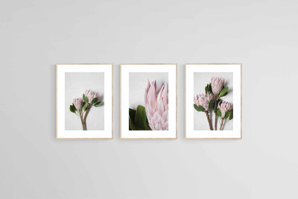 Leafy Pink King Proteas Set-Wall_Art-45 x 60cm (x3)-Framed Print-Wood-Pixalot