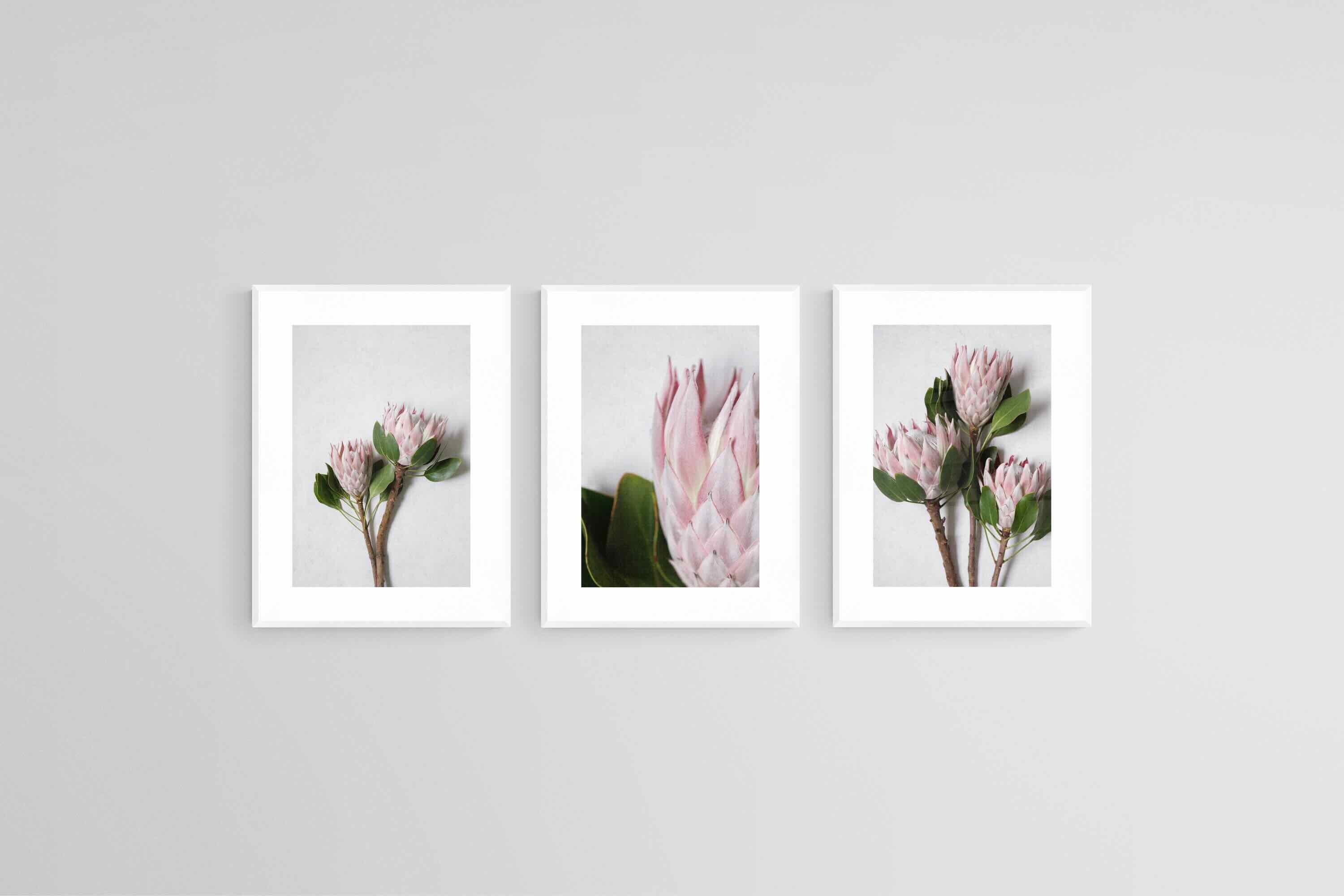 Leafy Pink King Proteas Set-Wall_Art-45 x 60cm (x3)-Framed Print-White-Pixalot