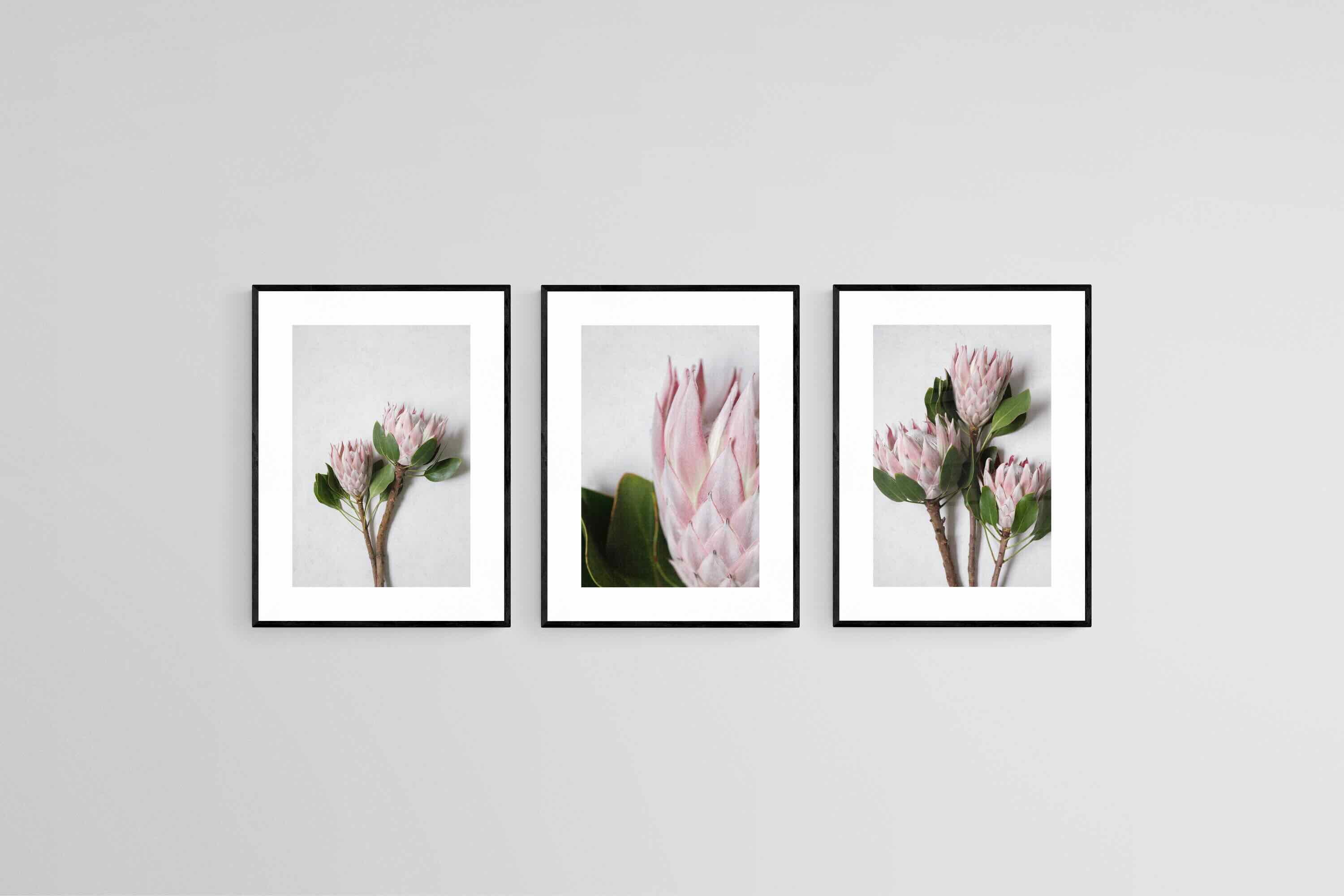 Leafy Pink King Proteas Set-Wall_Art-45 x 60cm (x3)-Framed Print-Black-Pixalot