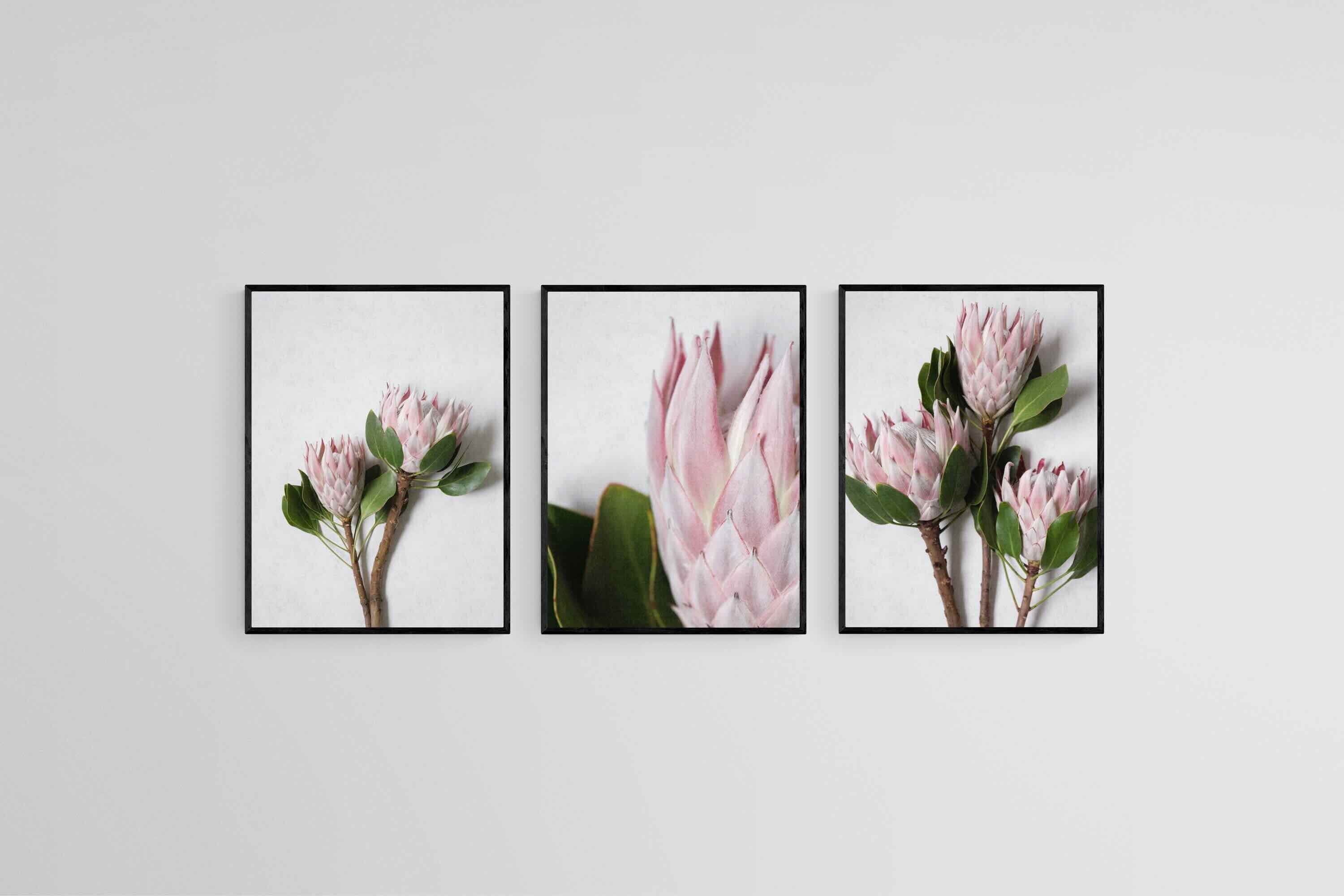 Leafy Pink King Proteas Set-Wall_Art-45 x 60cm (x3)-Mounted Canvas-Black-Pixalot