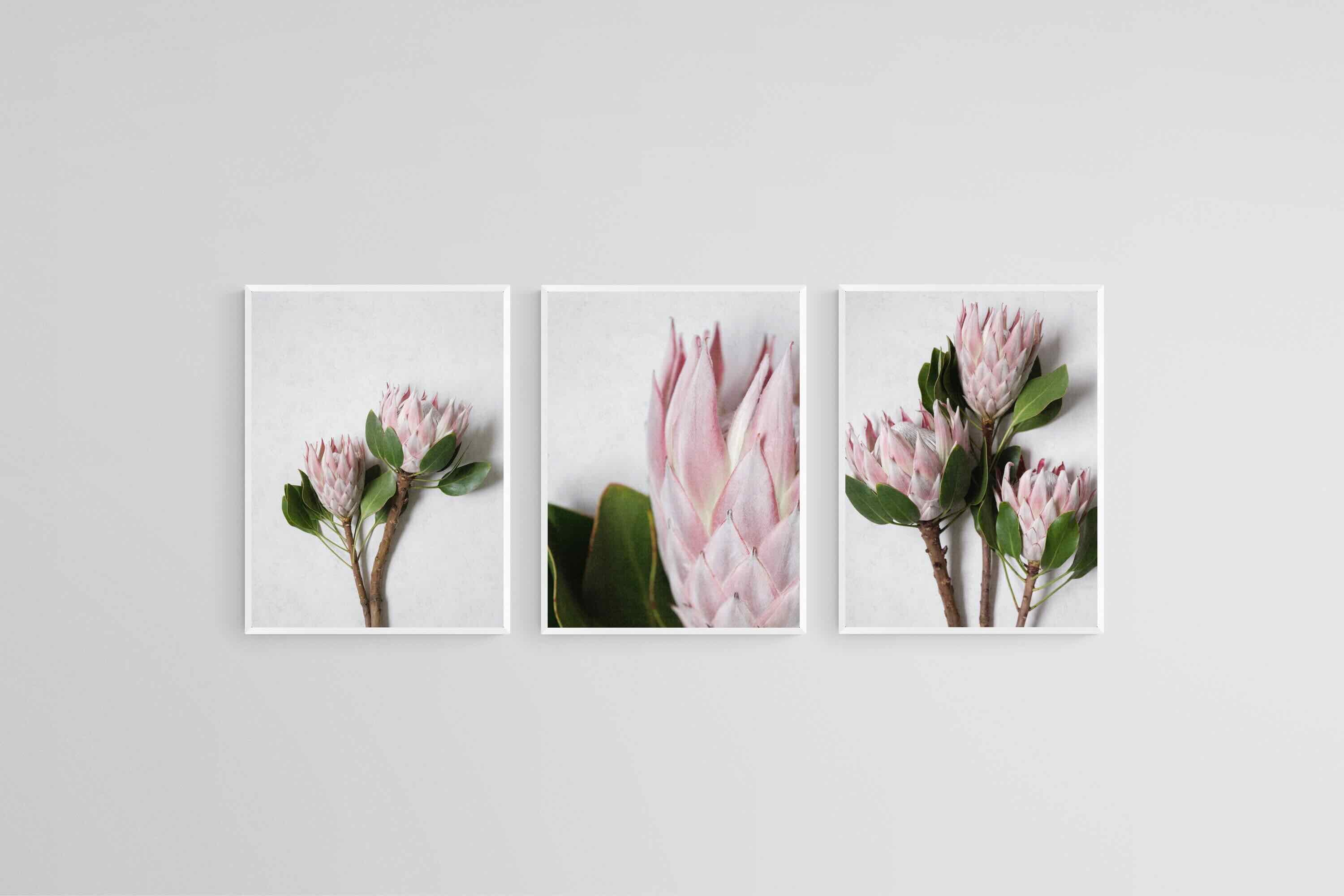 Leafy Pink King Proteas Set-Wall_Art-45 x 60cm (x3)-Mounted Canvas-White-Pixalot