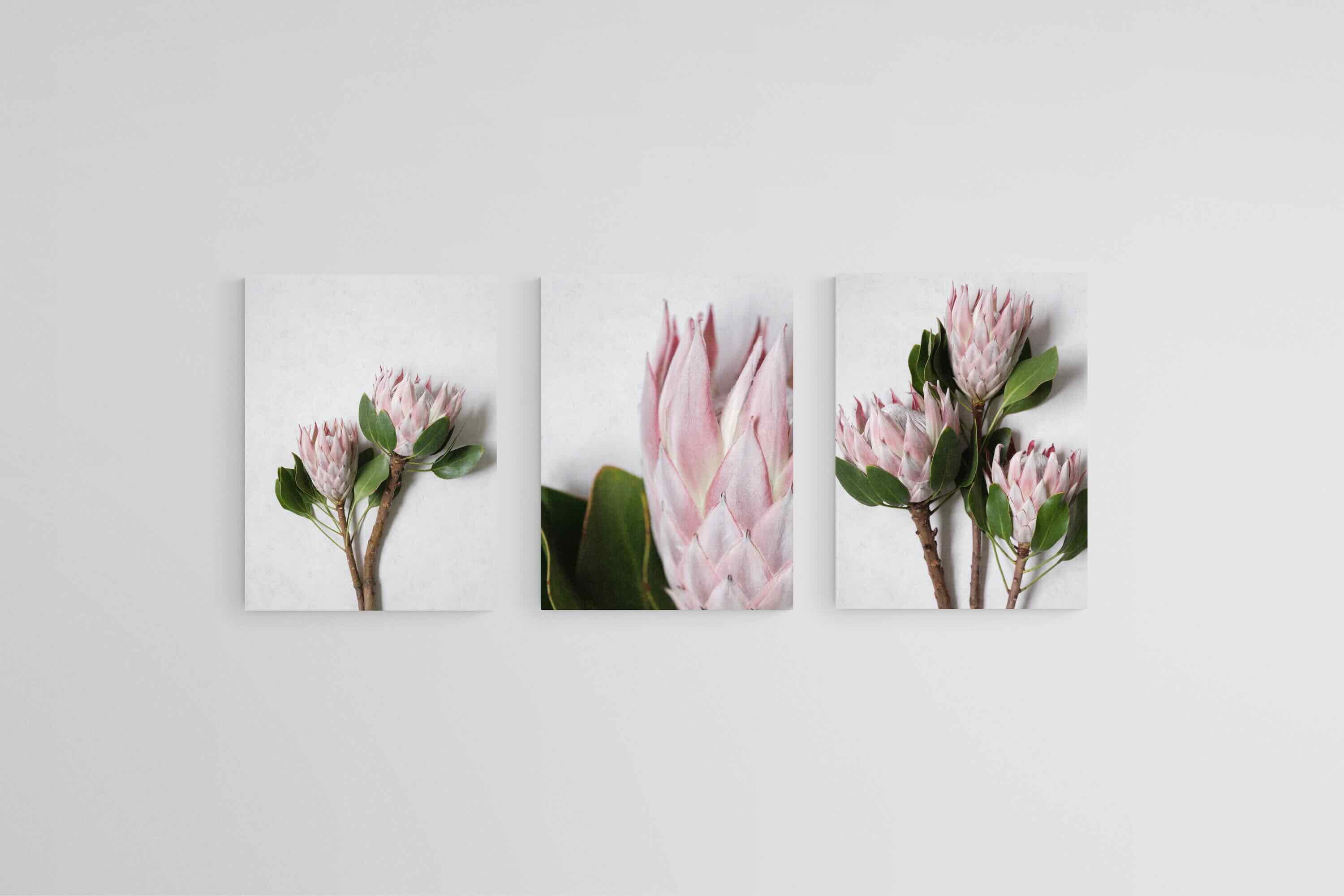 Leafy Pink King Proteas Set-Wall_Art-45 x 60cm (x3)-Mounted Canvas-No Frame-Pixalot