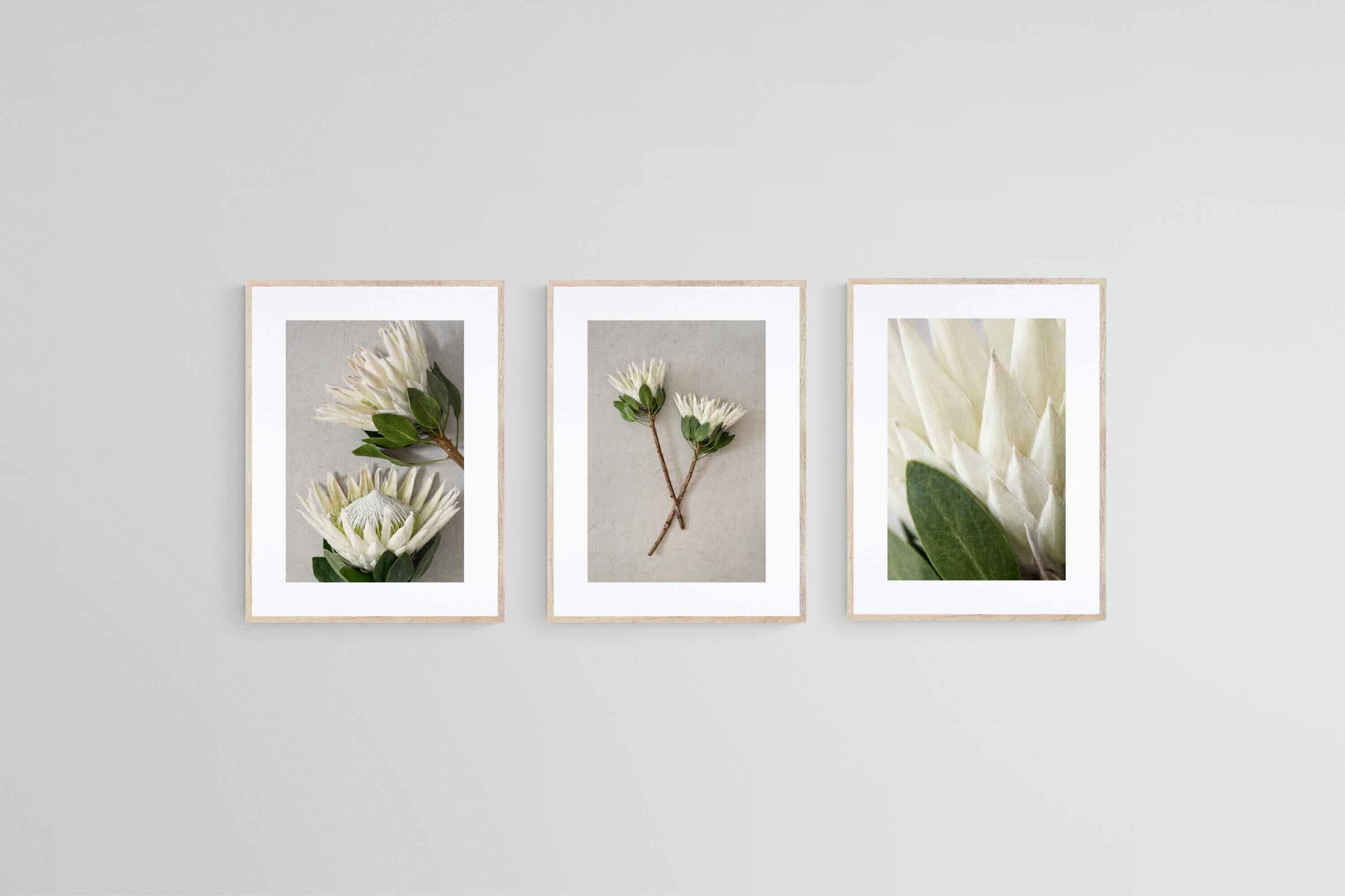 Leafy White King Proteas Set-Wall_Art-45 x 60cm (x3)-Framed Print-Wood-Pixalot