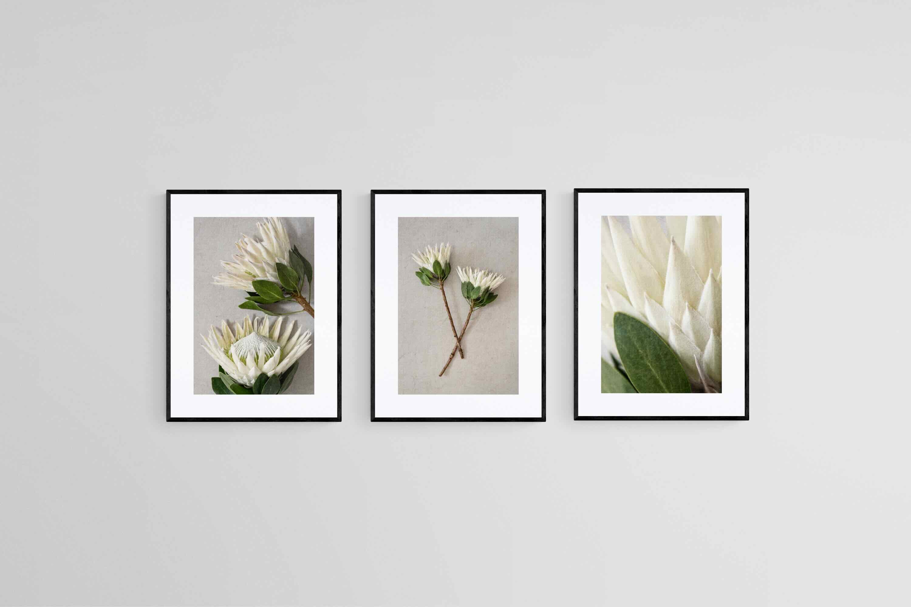 Leafy White King Proteas Set-Wall_Art-45 x 60cm (x3)-Framed Print-Black-Pixalot