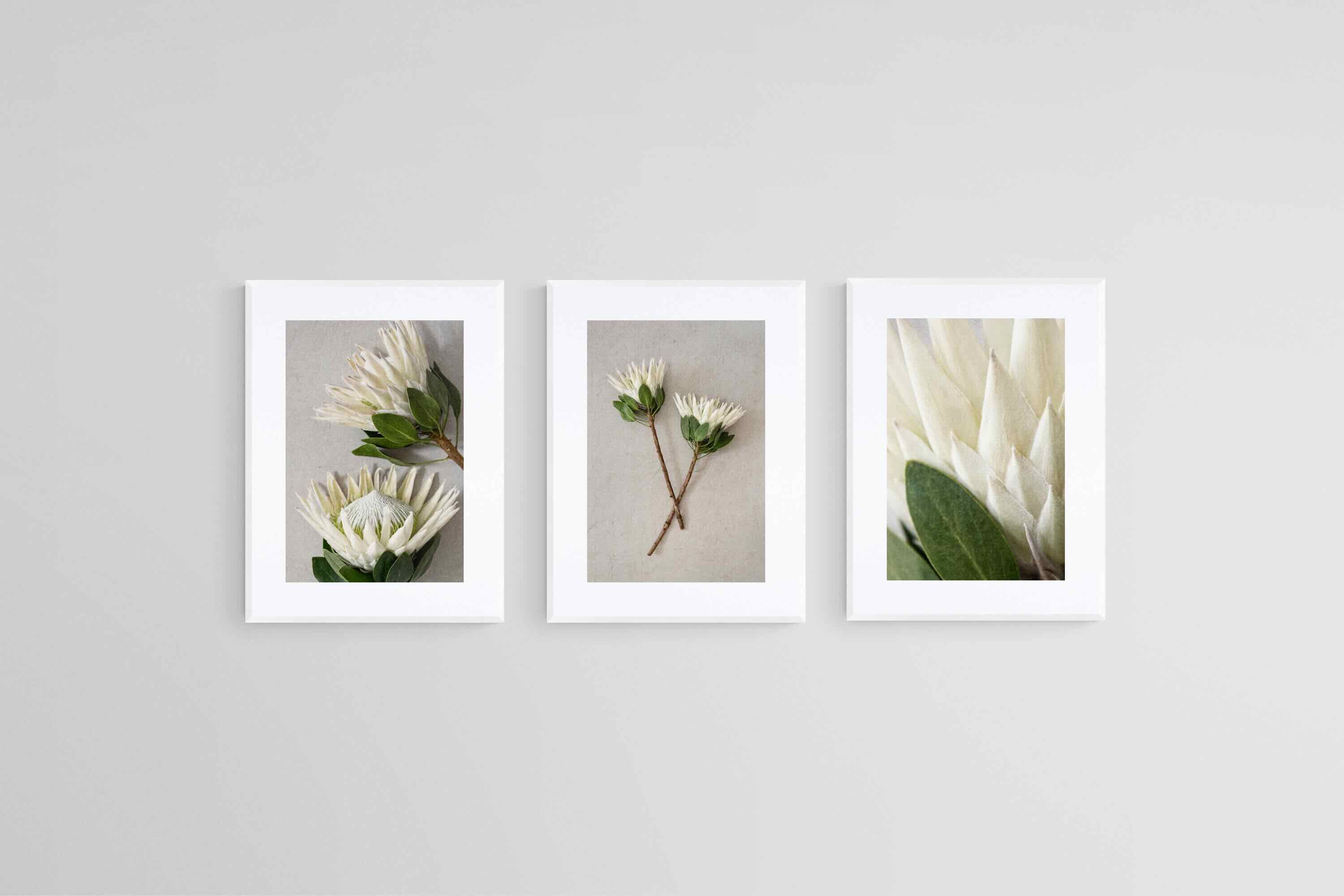 Leafy White King Proteas Set-Wall_Art-45 x 60cm (x3)-Framed Print-White-Pixalot