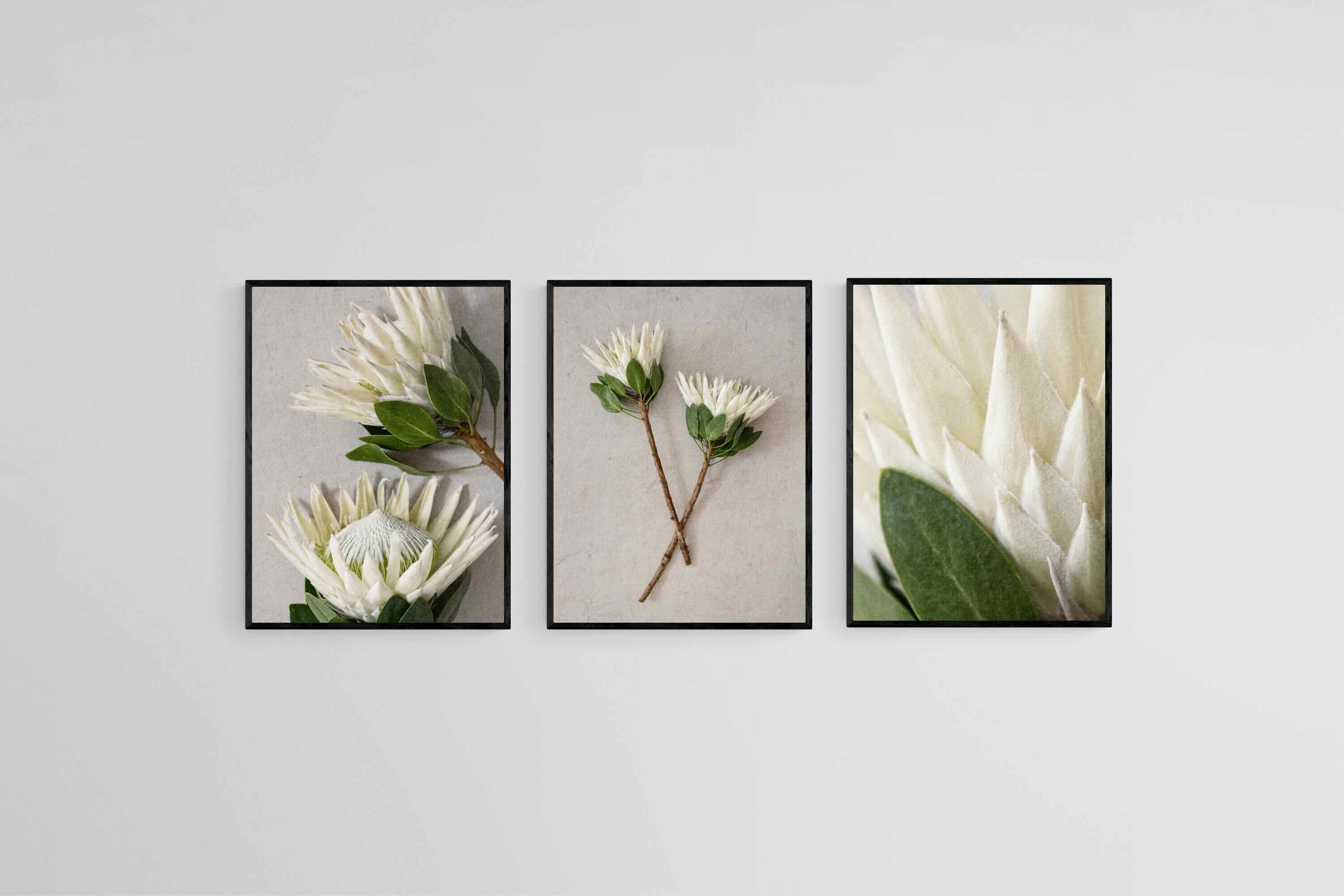 Leafy White King Proteas Set-Wall_Art-45 x 60cm (x3)-Mounted Canvas-Black-Pixalot
