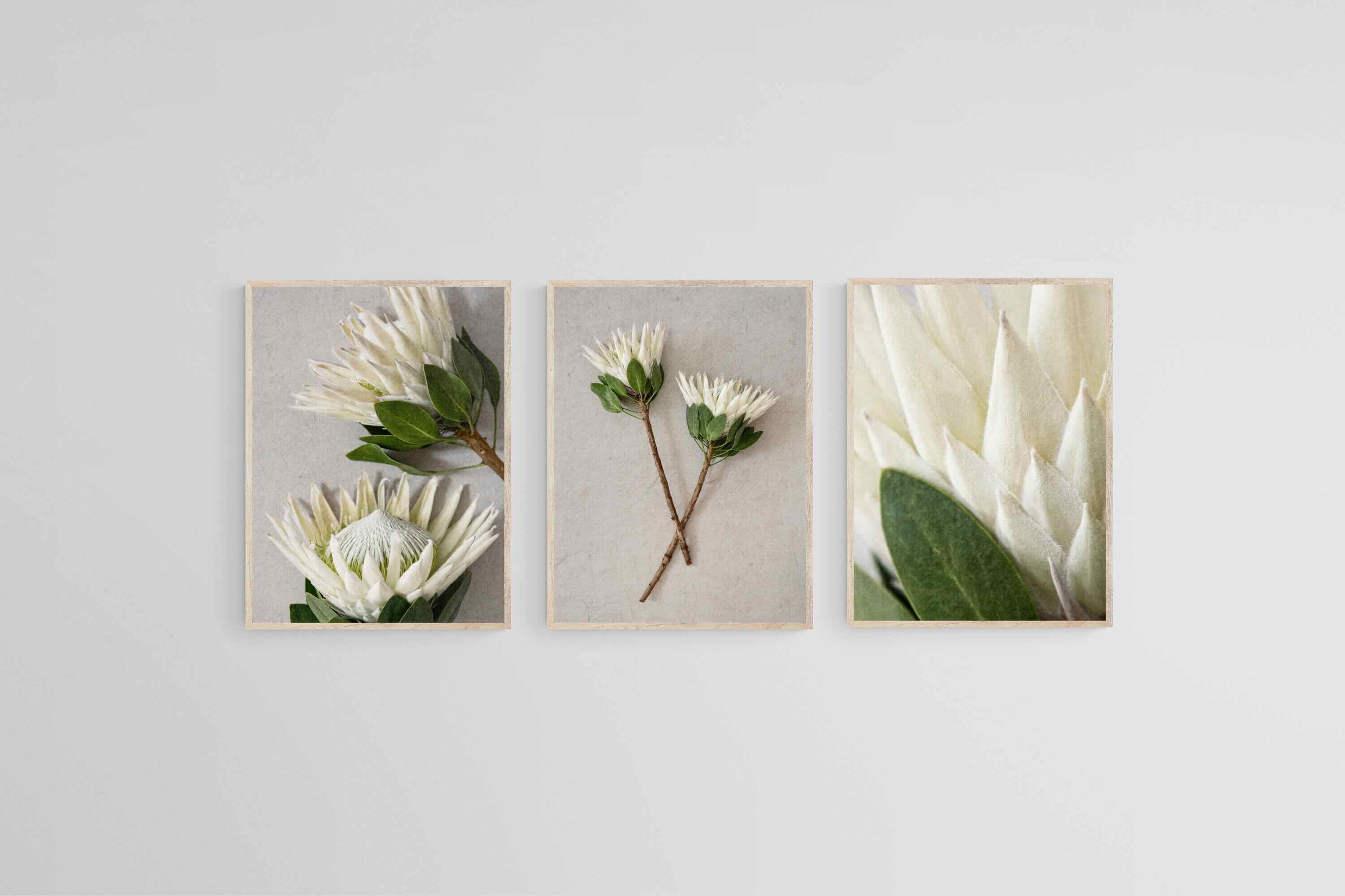Leafy White King Proteas Set-Wall_Art-45 x 60cm (x3)-Mounted Canvas-Wood-Pixalot