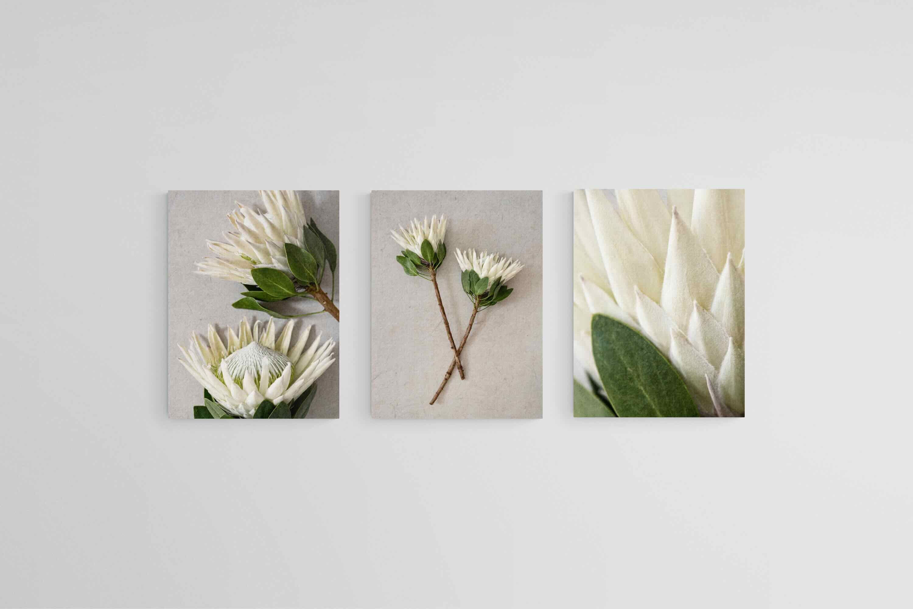 Leafy White King Proteas Set-Wall_Art-45 x 60cm (x3)-Mounted Canvas-No Frame-Pixalot