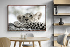 Pixalot Leopard Cub