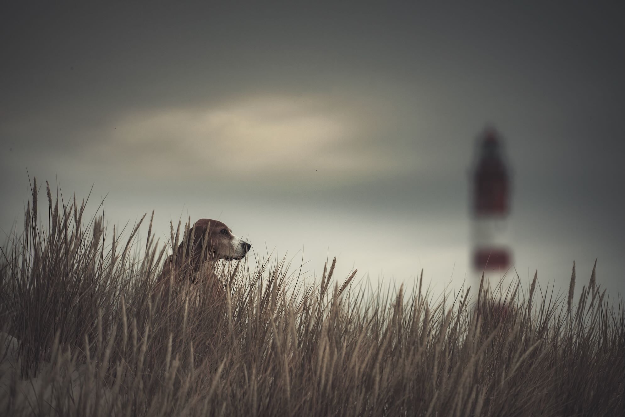 Lighthouse Watch
